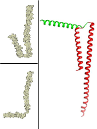 Using Least Median of Squares for Structural Superposition of Flexible Proteins